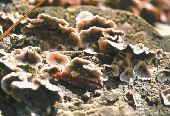 Haematostereum sanguinolentum