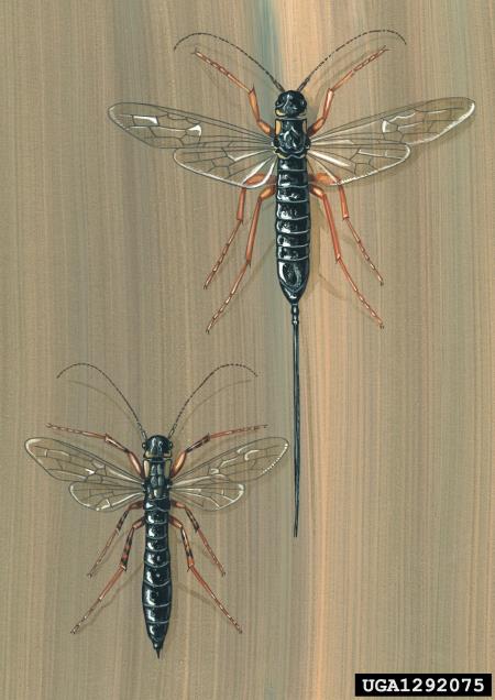 črna lesna osa (<i>Xeris spectrum</i>)