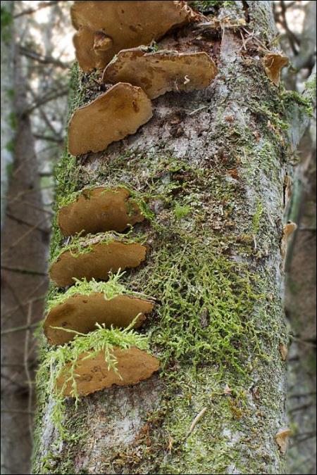 Phellinus conchatus