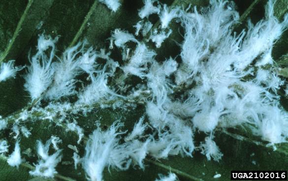 bukova listna uš (<i>Phyllaphis fagi</i>) na <i>Fagus sylvatica</i>