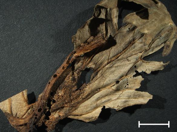 Aecidium lycoctoni 