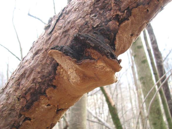 Phellinus pini