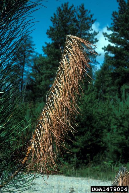 odmiranje smrekovih poganjkov (<i>Sirococcus conigenus</i>) na <i>Pinus resinosa</i>