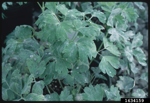 <i>Erysiphe aquilegiae</i>