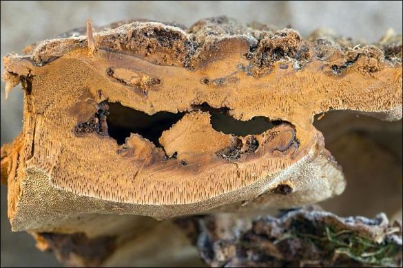 Phellinus ribis