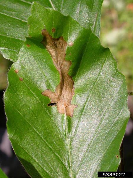 <i>Apiognomonia errabunda</i>