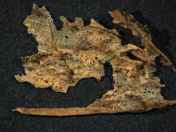Aecidium erythronii 