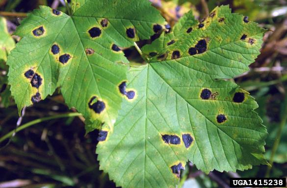 <i>Rhytisma acerinum</i> na <i>Acer</i> spp.