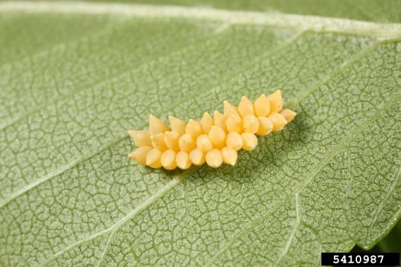 brestovka (<i>Xanthogaleruca luteola</i>) na <i>Ulmus</i> spp.