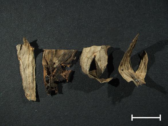 Aecidium lycoctoni 