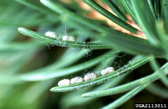 <i>Cephalcia arvensis</i> na <i>Picea abies</i>