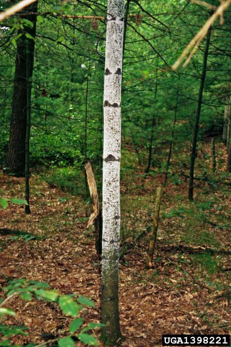 uš zelenega bora (<i>Pineus strobus</i>) na <i>Pinus strobus</i>