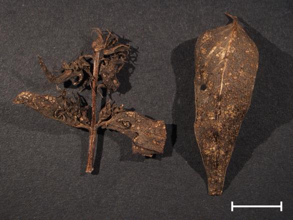Coleosporium euphrasiae 