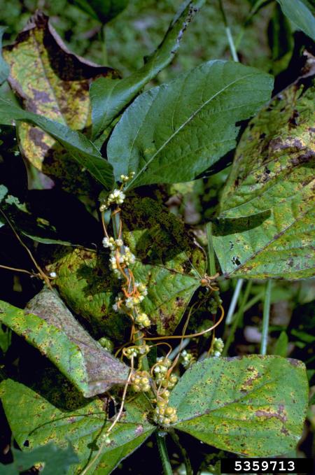 predenica (<i>Cuscuta</i>) na <i>Glycine max</i>
