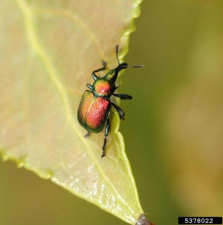 zavijač (<i>Byctiscus</i>) na <i>Populus</i> spp.