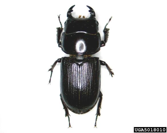mali rogač (<i>Dorcus parallelipipedus</i>)