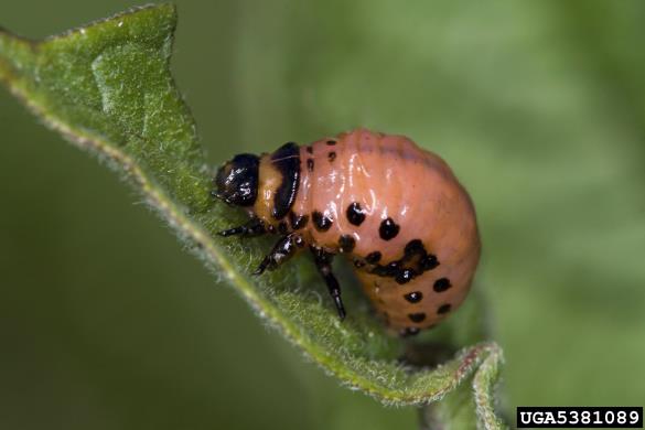 koloradski hrošč (<i>Leptinotarsa decemlineata</i>)