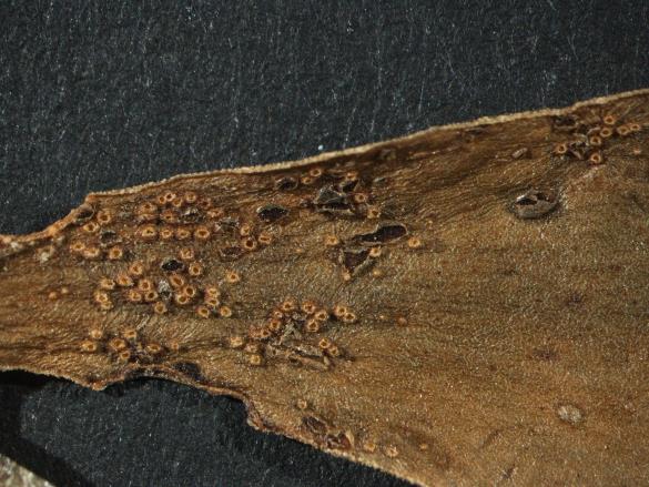 Aecidium primulae