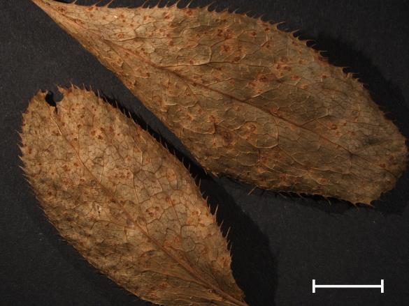 Aecidium berberidis 