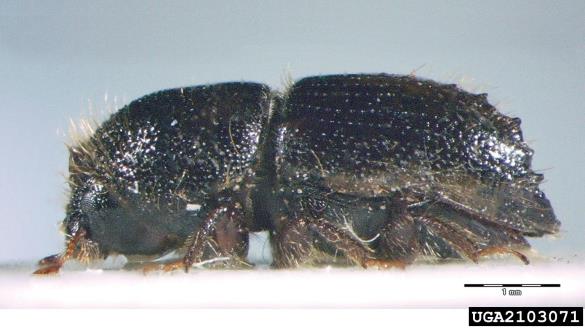 osmerozobi smrekov lubadar ali knaver (<i>Ips typographus</i>)