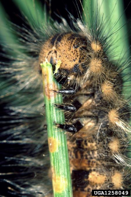 borov veščec (<i>Dendrolimus pini</i>)