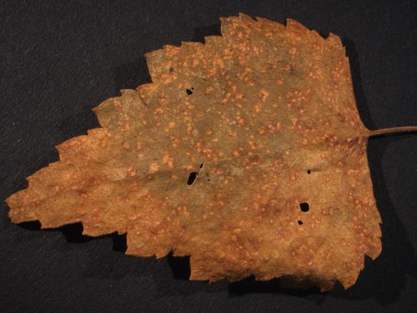 Melampsora betulina