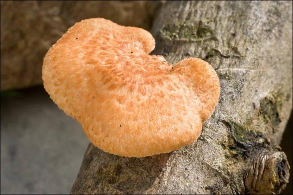 Polyporus alveolaris
