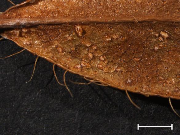 Chrysomyxa rhododendri 