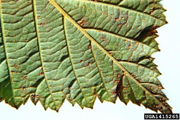 <i>Melampsoridium betulinum</i> na <i>Alnus incana</i>