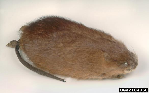 pižmovka (<i>Ondatra zibethicus</i>)