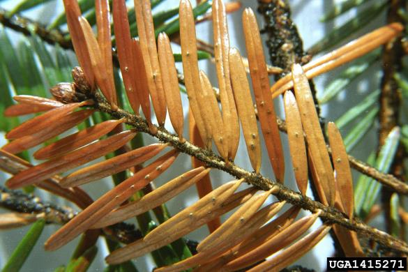 <i>Cytospora pinastri</i> na <i>Abies alba</i>