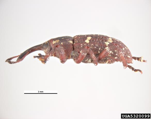 smrekov rilčkar (<i>Pissodes harcyniae</i>)
