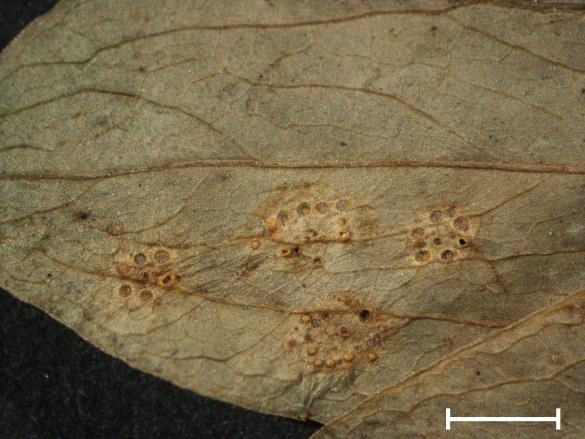 Aecidium orobi