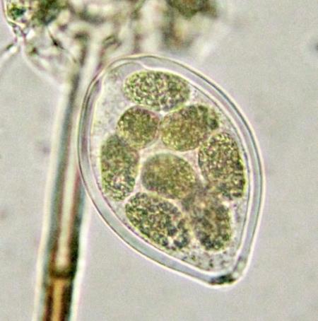 <i>Podosphaera myrtillina</i>