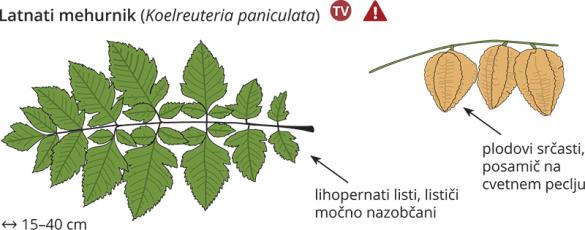 <i>Koelreuteria paniculata</i>