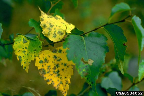 <i>Melampsoridium betulinum</i> na <i>Betula</i> spp.