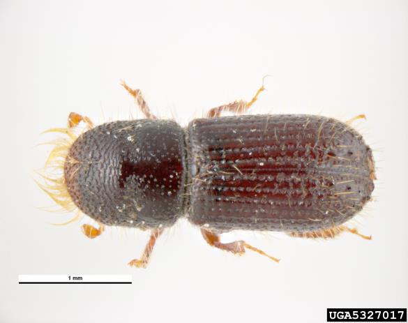ostrozobi jelov lubadar (<i>Pityokteines spinidens</i>)