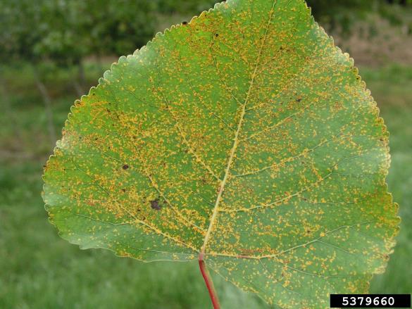 <i>Melampsora laricis-populina</i> na <i>Populus</i> spp.