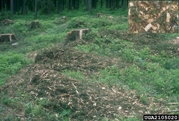 osmerozobi smrekov lubadar ali knaver (<i>Ips typographus</i>) na <i>Picea abies</i>