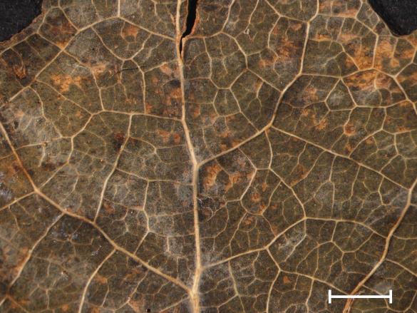 Melampsora tremulae