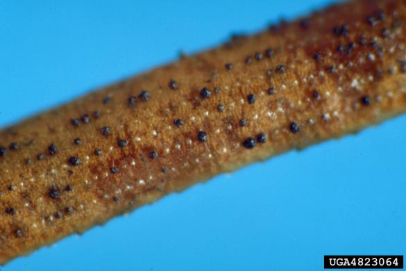 <i>Rhizosphaera kalkhoffii</i> na <i>Pinus taeda</i>