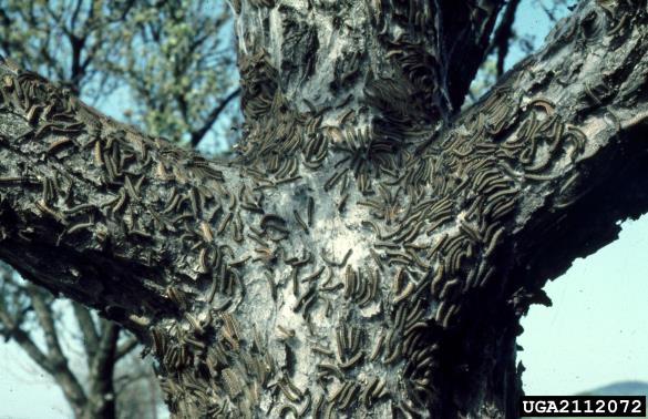 prstaničar (<i>Malacosoma neustria</i>) na <i>Prunus padus</i>