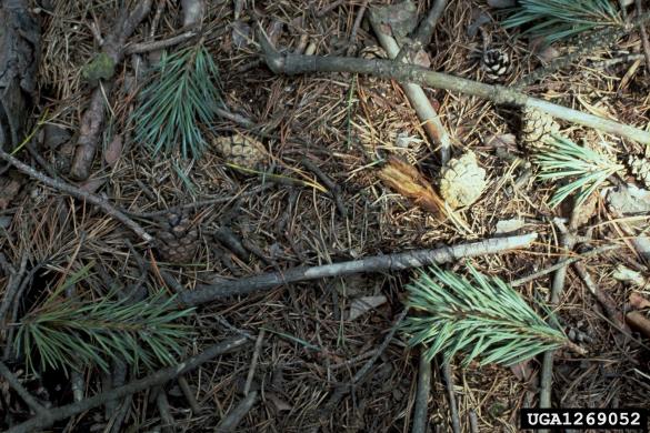 mali borov strženar (<i>Tomicus minor</i>) na <i>Pinus sylvestris</i>