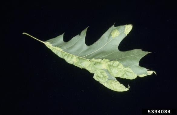 mehurjenje hrastovih listov (<i>Taphrina caerulescens</i>) na <i>Quercus</i> spp.