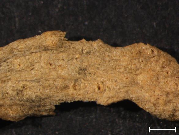 Melampsora lini 