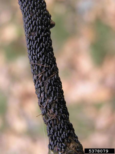 črna hrastova uš ali rjavo črna hrastova lahnida (<i>Lachnus roboris</i>) na <i>Quercus</i> spp.