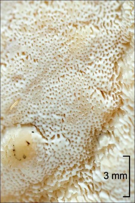 Trametes ochracea