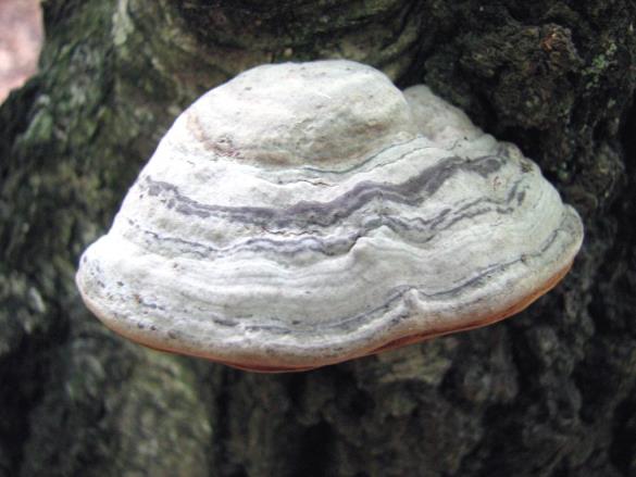 Fomes fomentarius