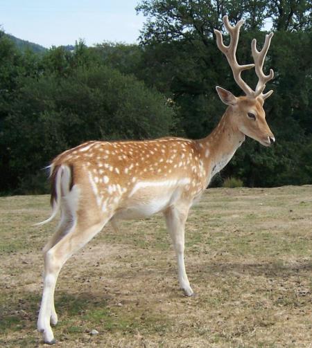damjek