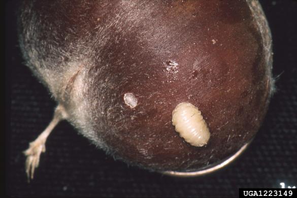 kostanjev semenar (<i>Curculio elephas</i>)